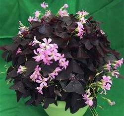 Ebony Allure™ Purple False Shamrock, Oxalis, Wood Sorrel, Oxalis triangularis subsp. papilionaceae 'Ebony Allure'